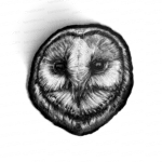 Barn Owl