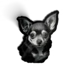 Chihuahua Orelhudo: Companheiro Fiel