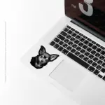 Chihuahua Orelhudo: Companheiro Fiel