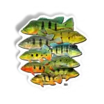 TUCUNAS DO BRASIL KID OCELOS