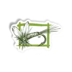 MAY FLY