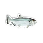 CACHORRA LARGA Kid Ocelos