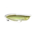 ARUANÃ Kid Ocelos