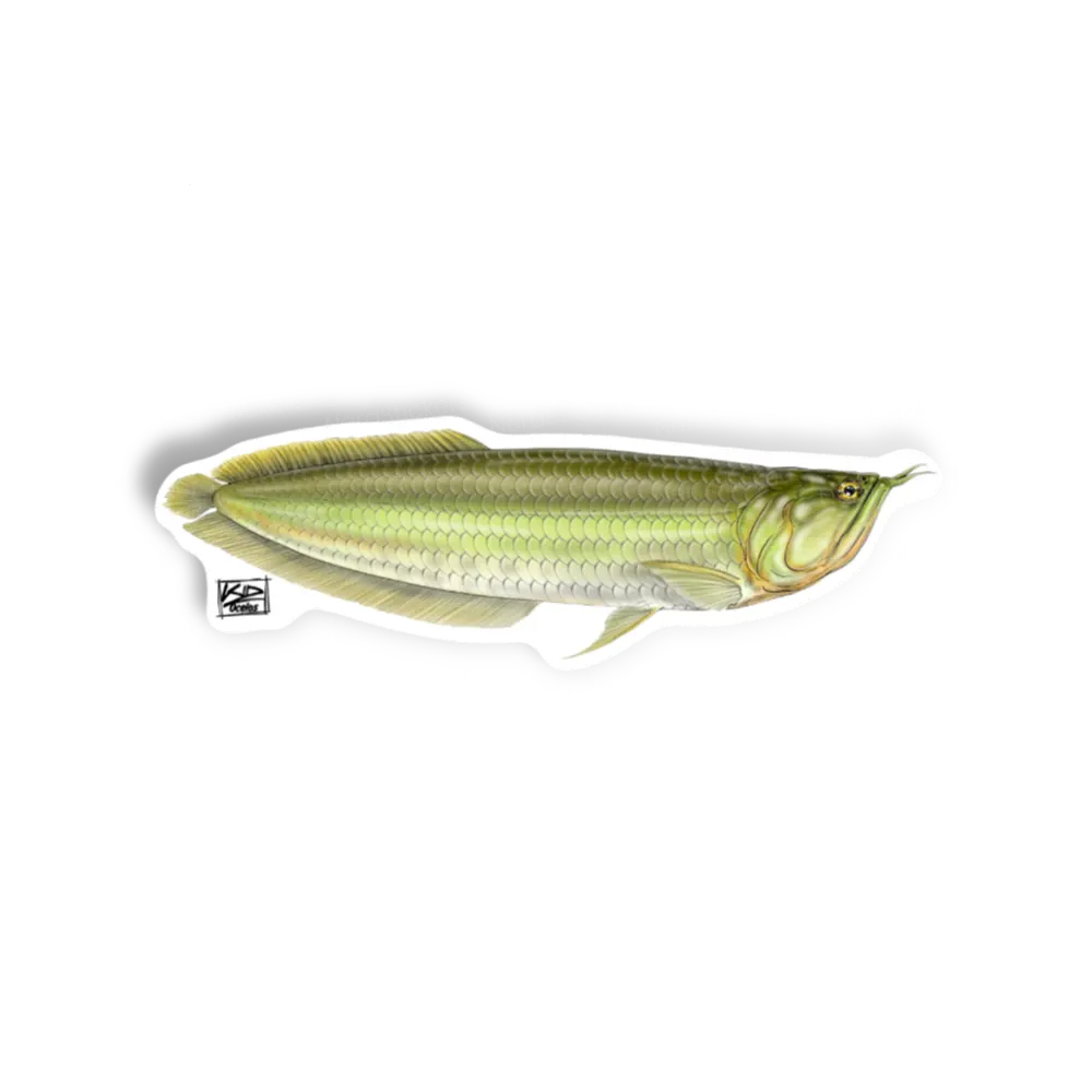 ARUANÃ Kid Ocelos