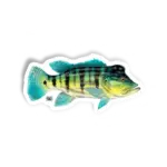 TUCUNARÉ-AZUL Kid Ocelos