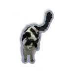 Gato frajola